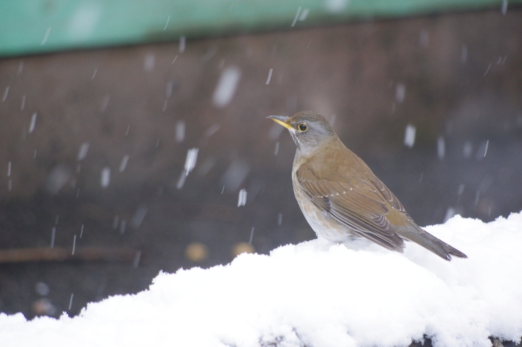 見慣れぬ雪