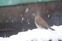 見慣れぬ雪