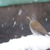 見慣れぬ雪