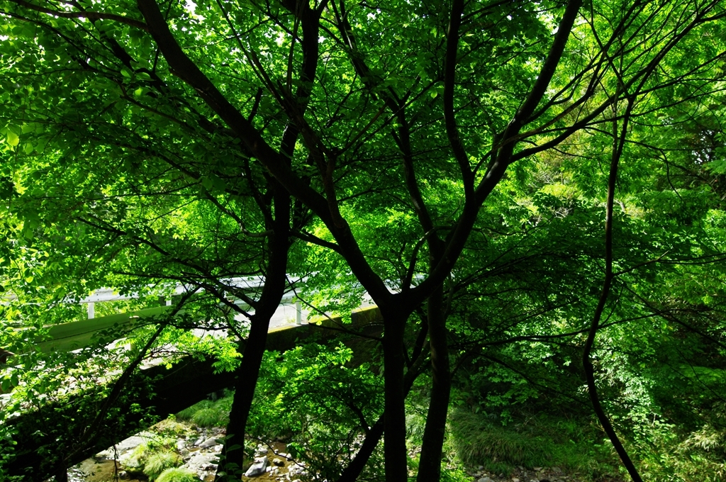 ステンドグラスの森