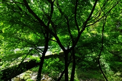 ステンドグラスの森