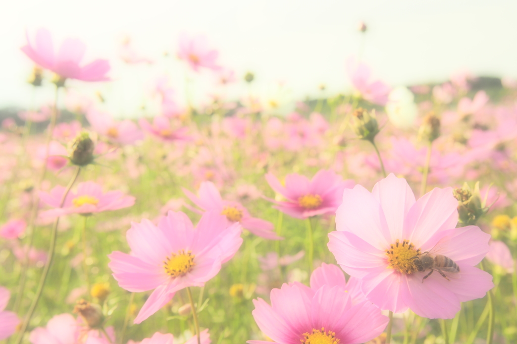 天国の花園