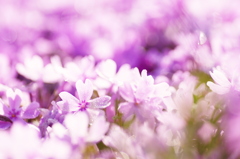 芝桜の揺らぎ