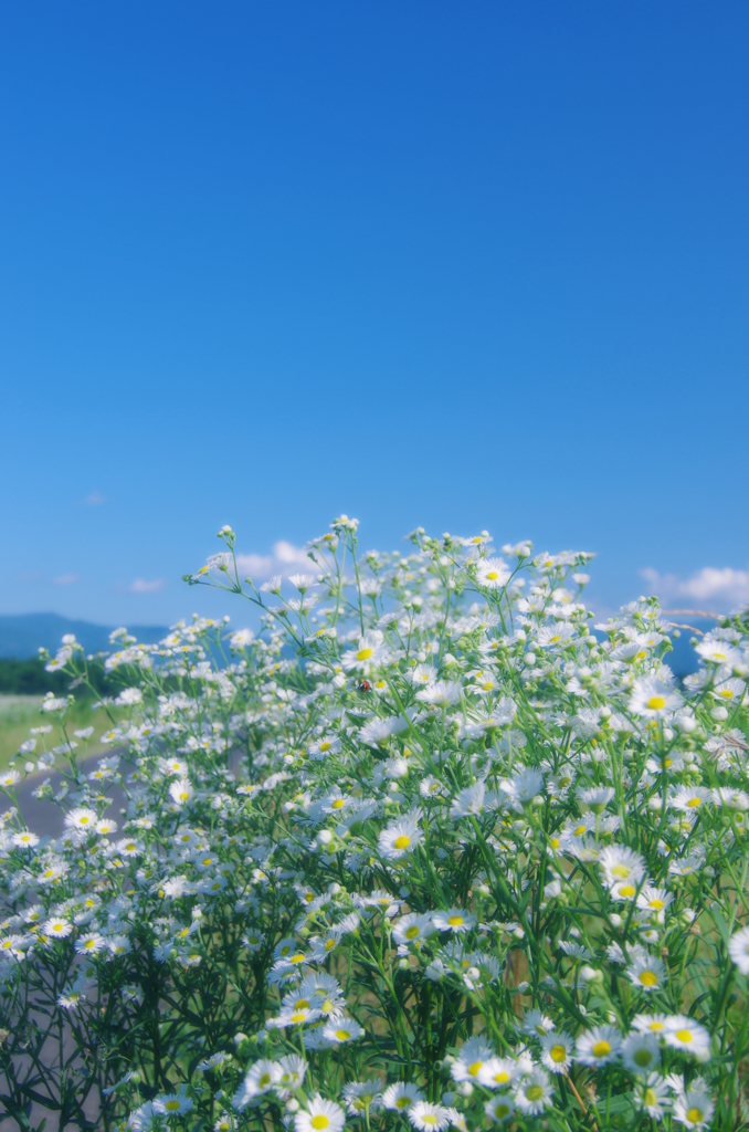 野生のブーケ