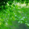 Clear Green