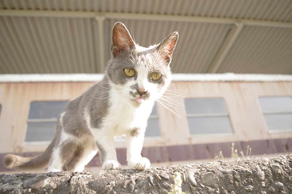 猫さん「一つだけ何でも答えてやろう」