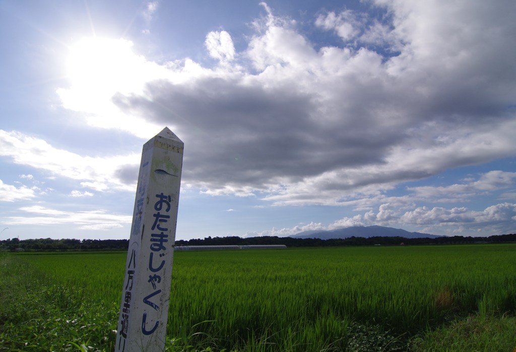 梅雨明けと　おたまじゃくし