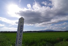 梅雨明けと　おたまじゃくし