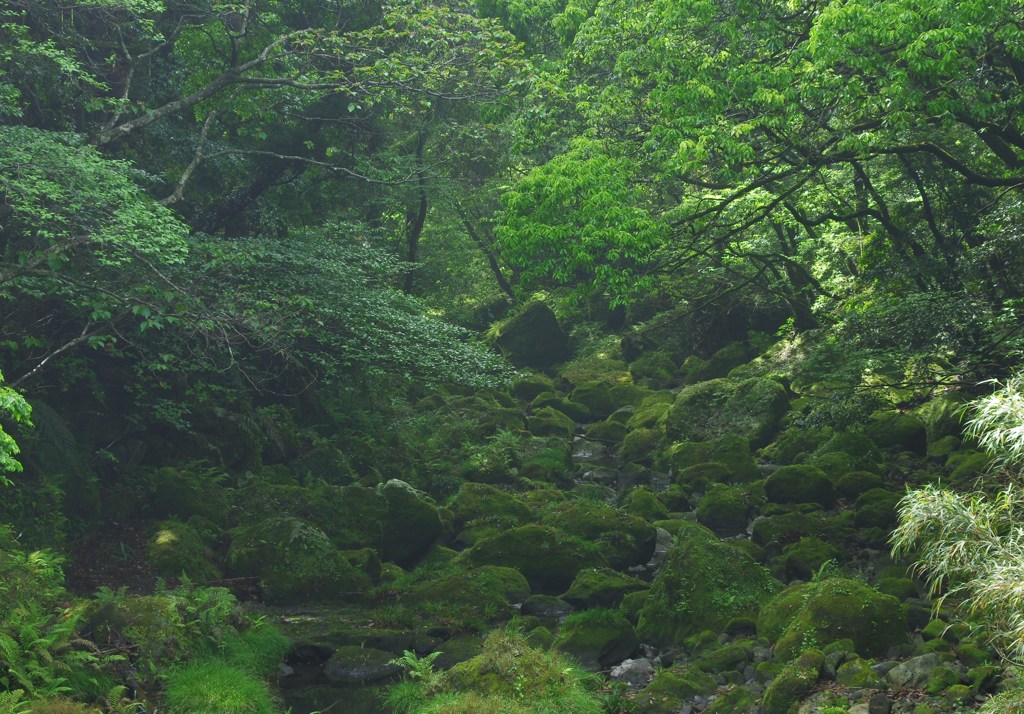日の差さぬ世界