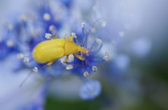 花よりも美しく