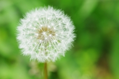 野生の耳かき