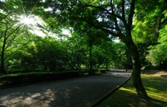 早朝散歩のすすめ