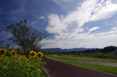夏の日の散歩　その３