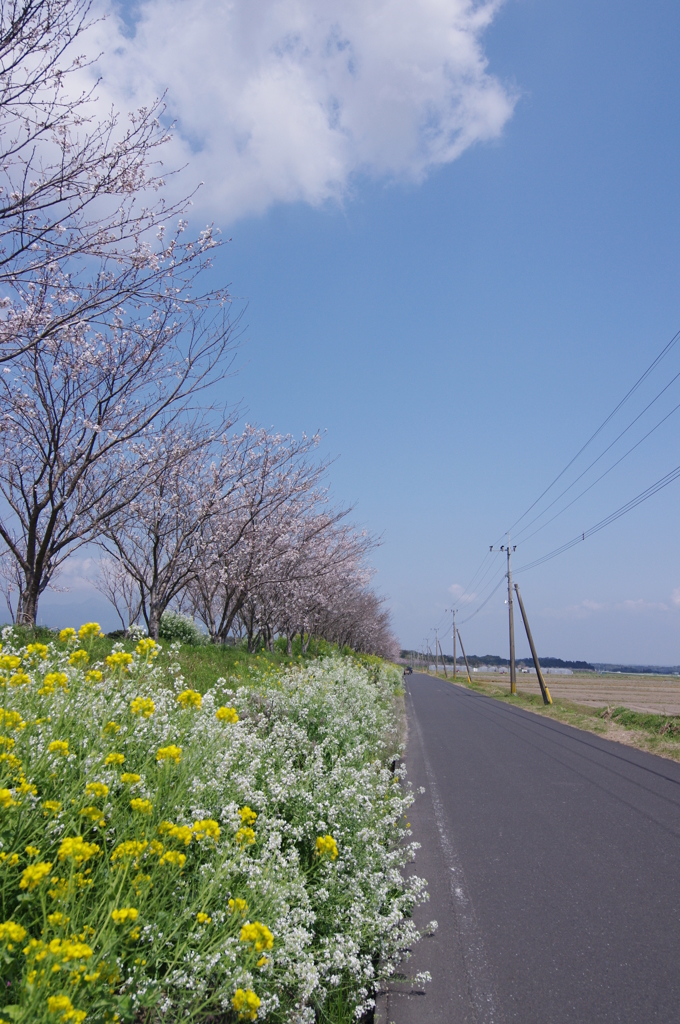 春は続くよ