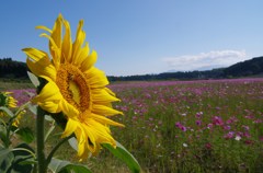 夏と冬の間に