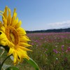 夏と冬の間に