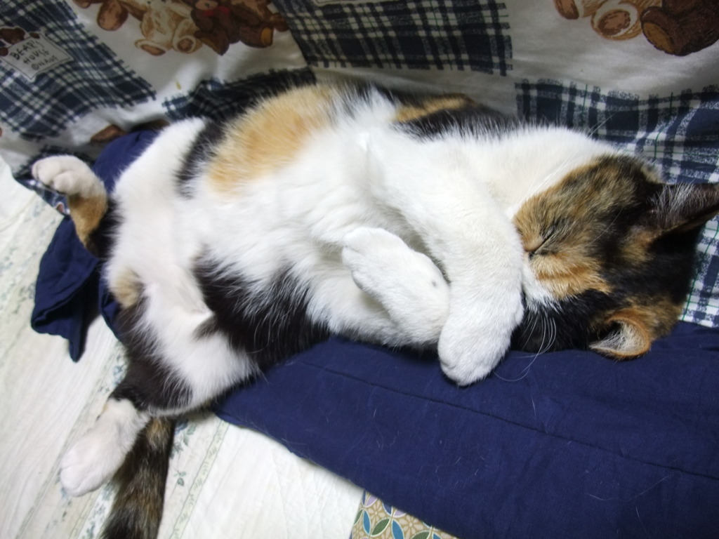 ウチの居候娘