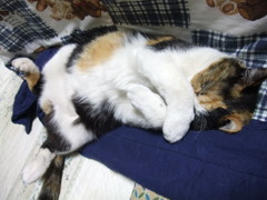 ウチの居候娘