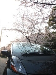 桜とi