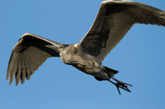 築城基地周辺の野鳥