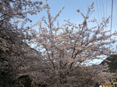 桜