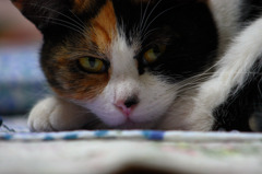 にゃにかね