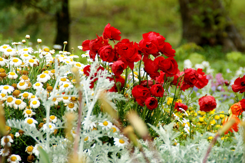 浜名湖ガーデンパークの花