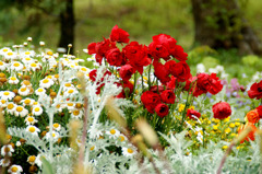 浜名湖ガーデンパークの花