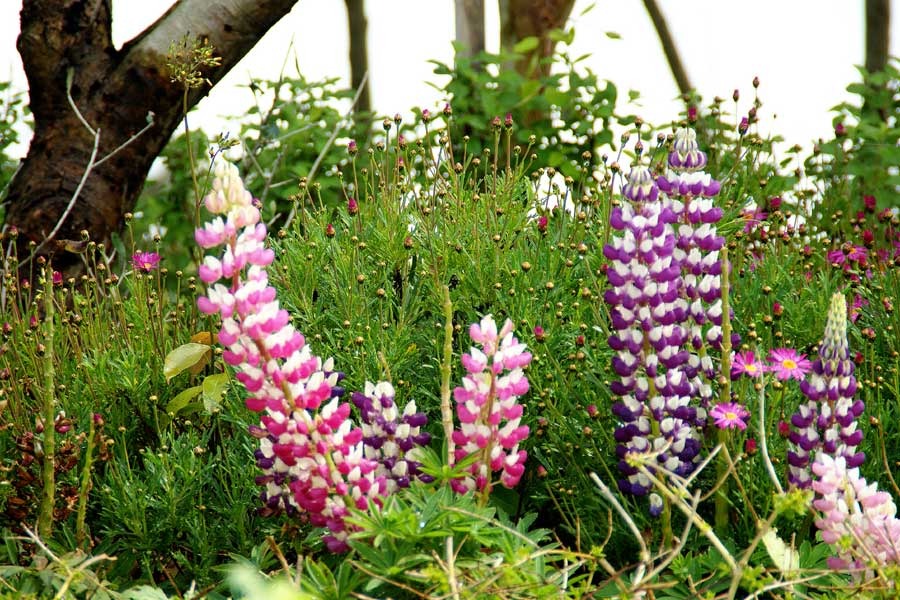 浜名湖ガーデンパークの花