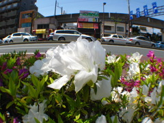 ツツジの花の見える街