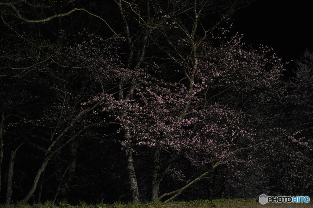 夜桜①