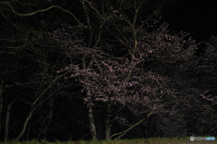 夜桜①