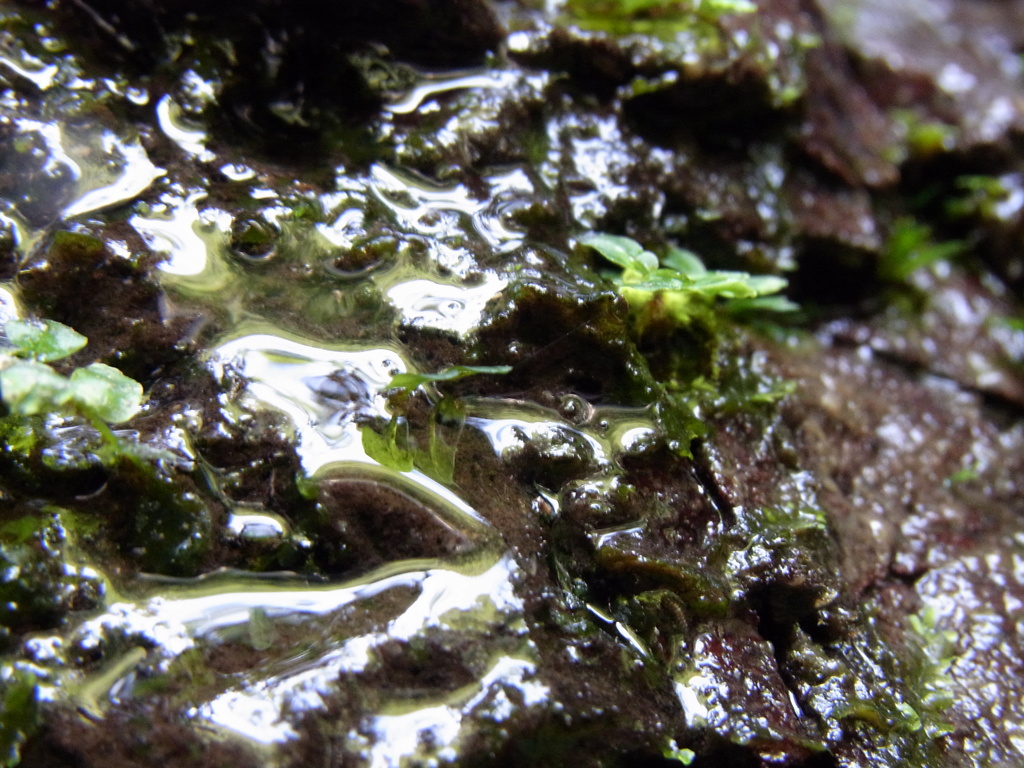 水