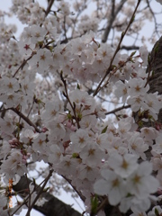 柏尾川桜１