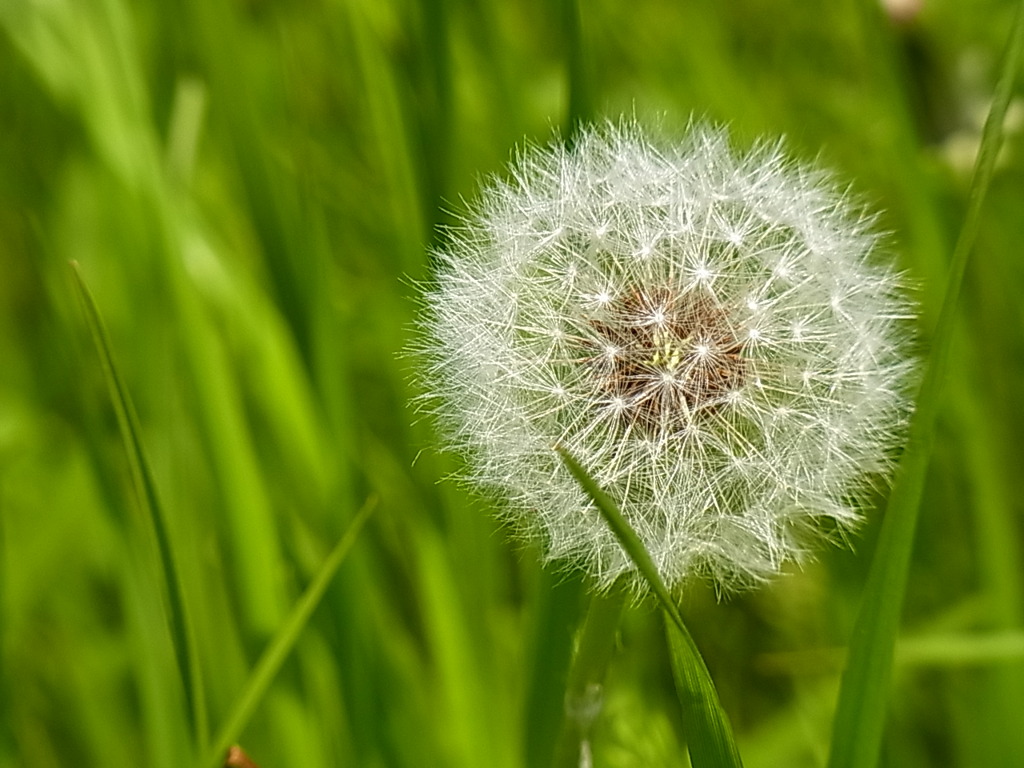 花？