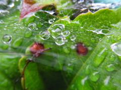 雲の巣