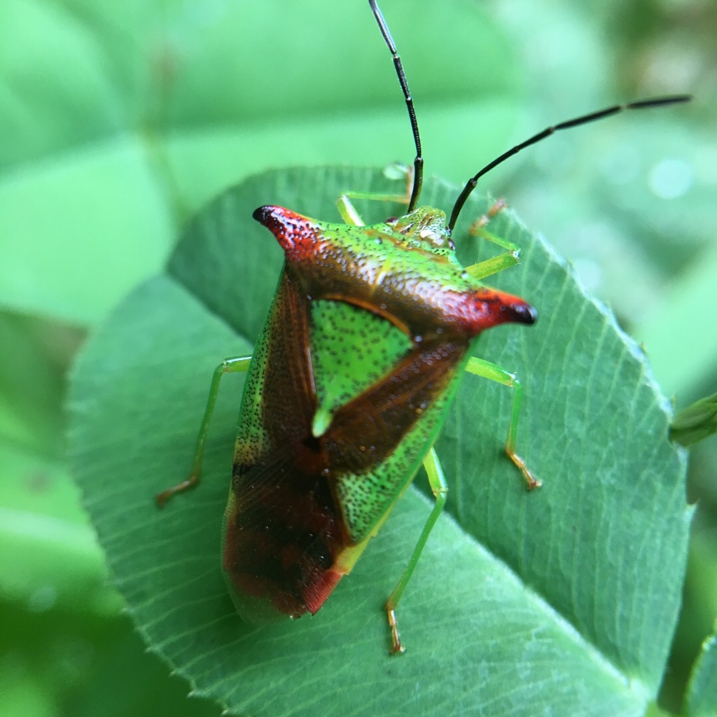 携帯カメラで撮影3