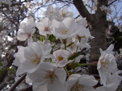 江の島桜
