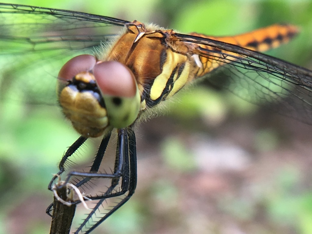 携帯カメラでも