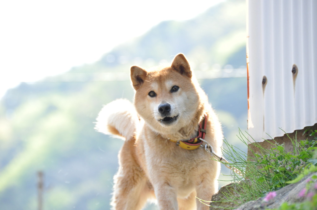遊んでくれる？