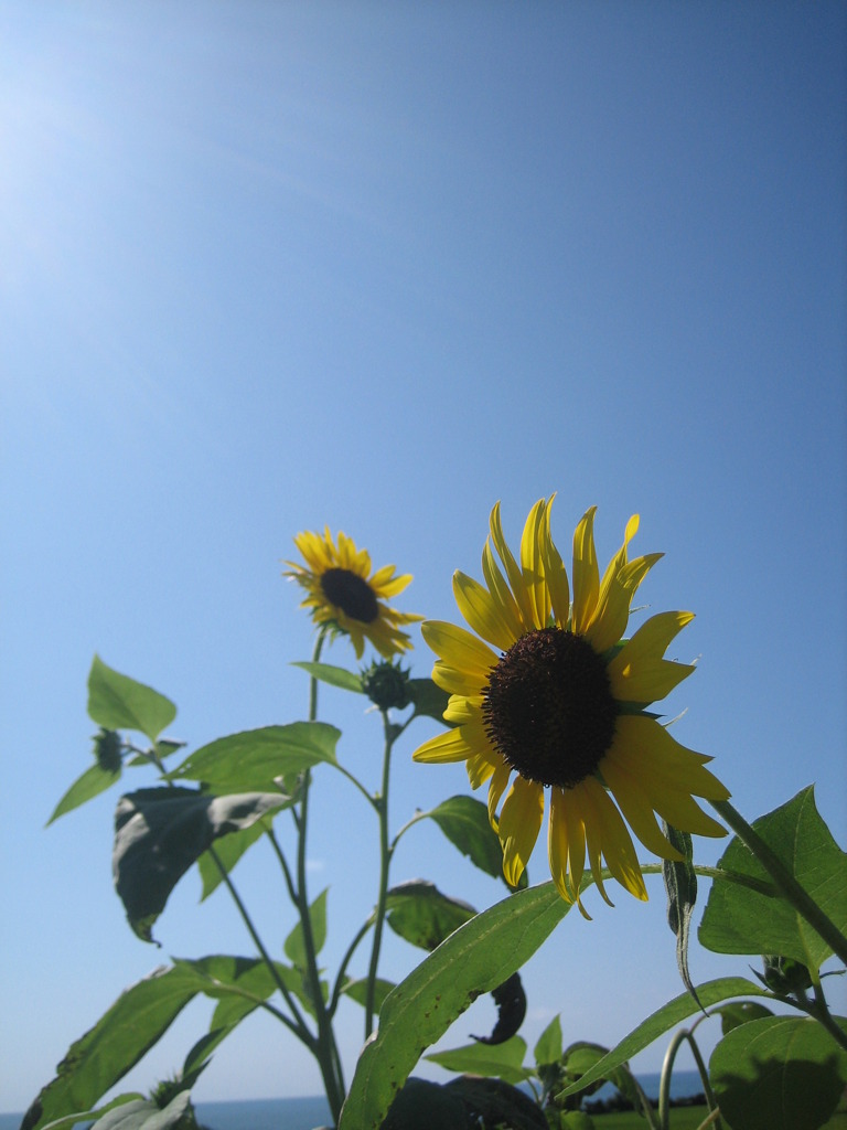 夏の花