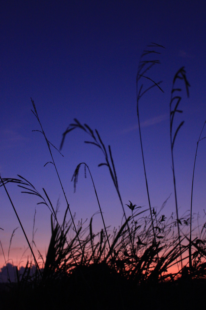 indigo silhouette