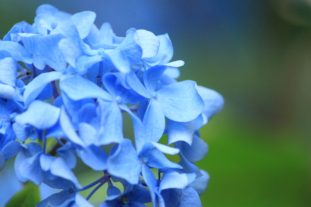 Sky Blue