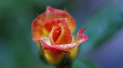 薔薇