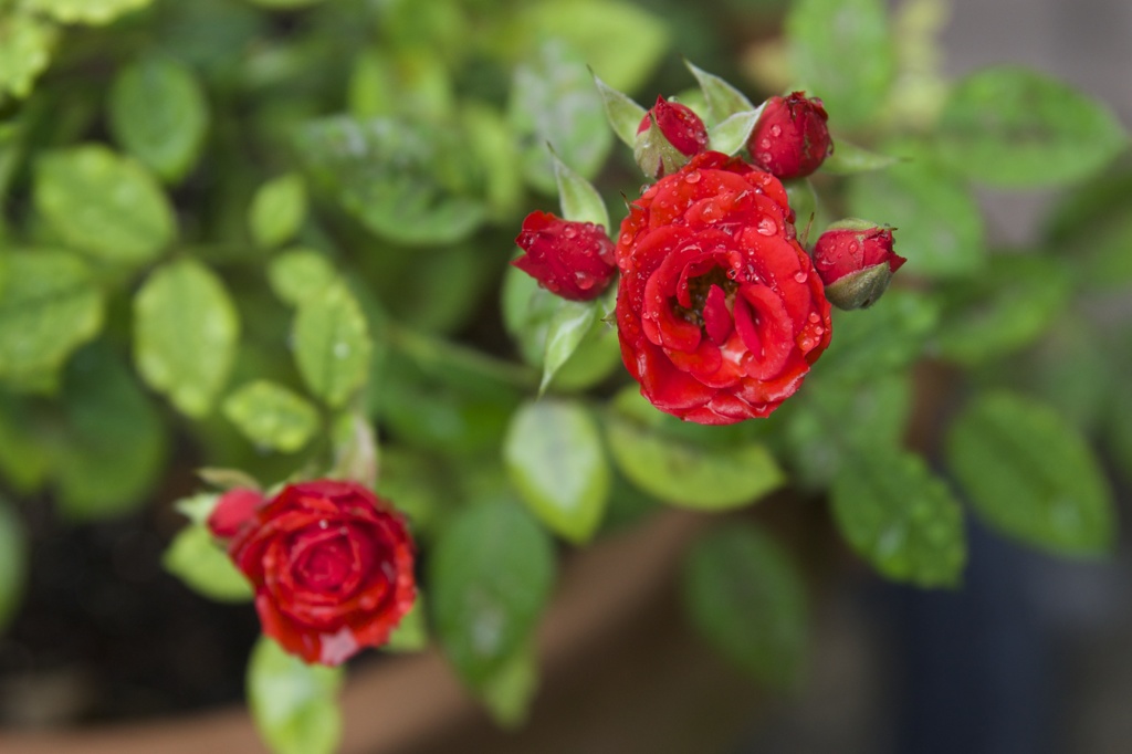 深紅の薔薇