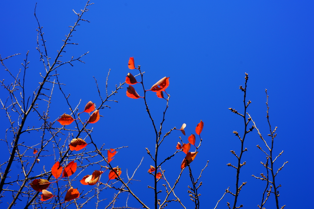 もうすぐ丸裸！