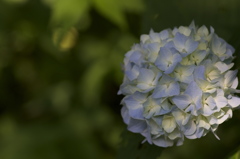 日陰の紫陽花