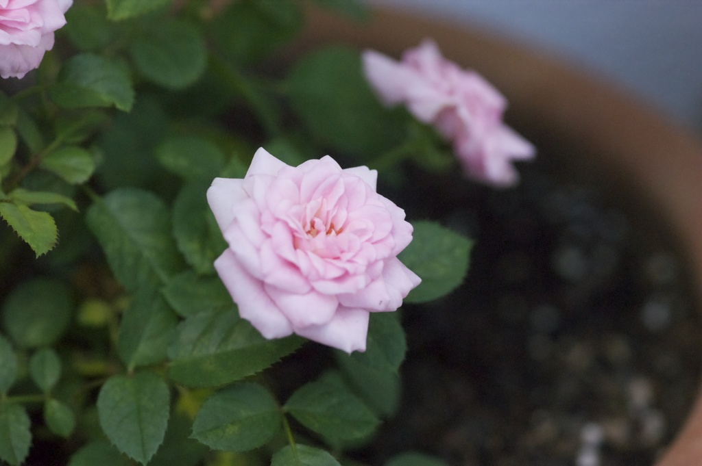 ピンクのミニ薔薇