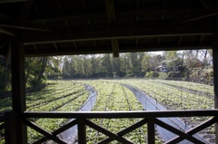 大王わさび園橋の上から