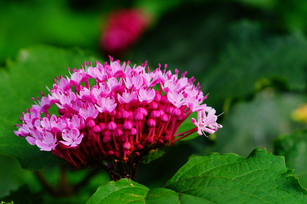 何の花？